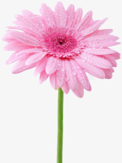 新鲜粉色盛开花朵创意素材