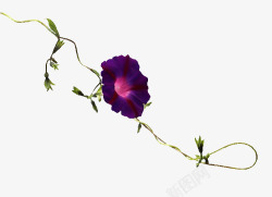 盛开紫色牵牛花素材