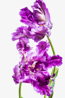 紫色盛开鲜花素材