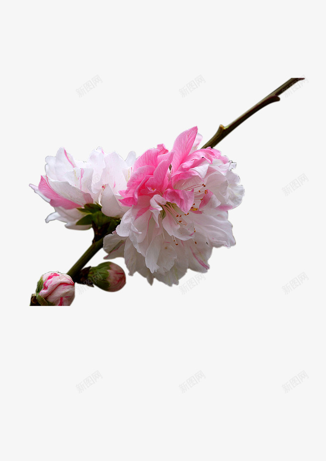 时尚风格装饰花边花朵png免抠素材_88icon https://88icon.com 手绘童趣 绿色自然 鲜花绿草