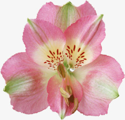 粉色盛开怒放的花朵素材