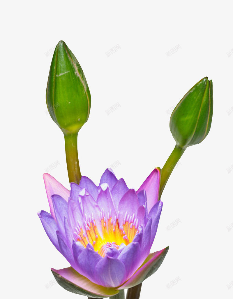 紫色纯洁的盛开的水芙蓉和花苞实png免抠素材_88icon https://88icon.com 水华 水旦 水芙蓉 水芝 泽芝 玉华 玉芝 盛开 紫色纯洁的盛开的水芙蓉和花苞实物免费下载 芙蕖 花苞 荷花 莲子 莲蓬 菡萏