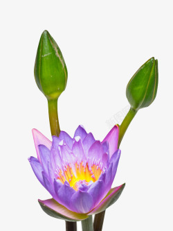 玉芝紫色纯洁的盛开的水芙蓉和花苞实高清图片