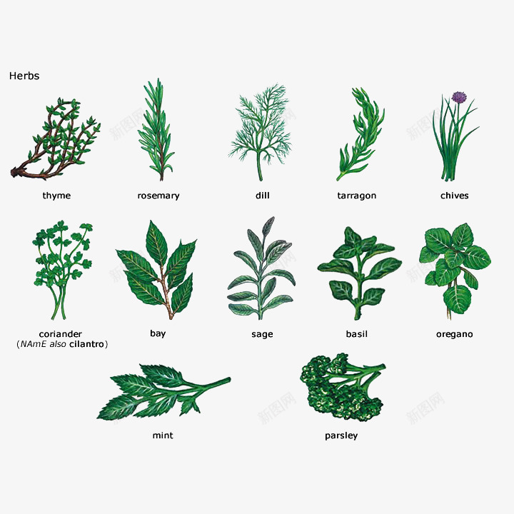 手绘厨房烹饪调料植物插画png免抠素材_88icon https://88icon.com 手绘 手绘迷迭香 植物 烹饪 薄荷 调味品 调料 迷迭香 香菜