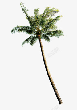 沙滩植物椰子树特色景点素材