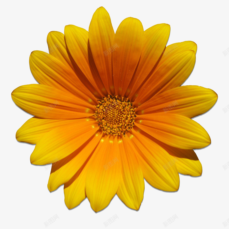 黄色雏菊花园png免抠素材_88icon https://88icon.com 实拍 花 雏菊 高清 黄色