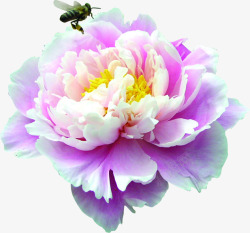 紫色盛开花朵蜜蜂素材