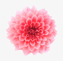 粉红色有观赏性渐变一朵大花实物素材