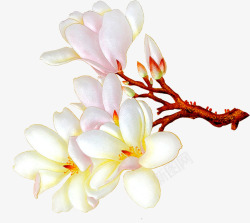白色唯美纯洁花朵素材