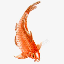 红色鲤鱼水墨动物素材