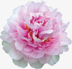 粉色鲜花花朵盛开植物素材