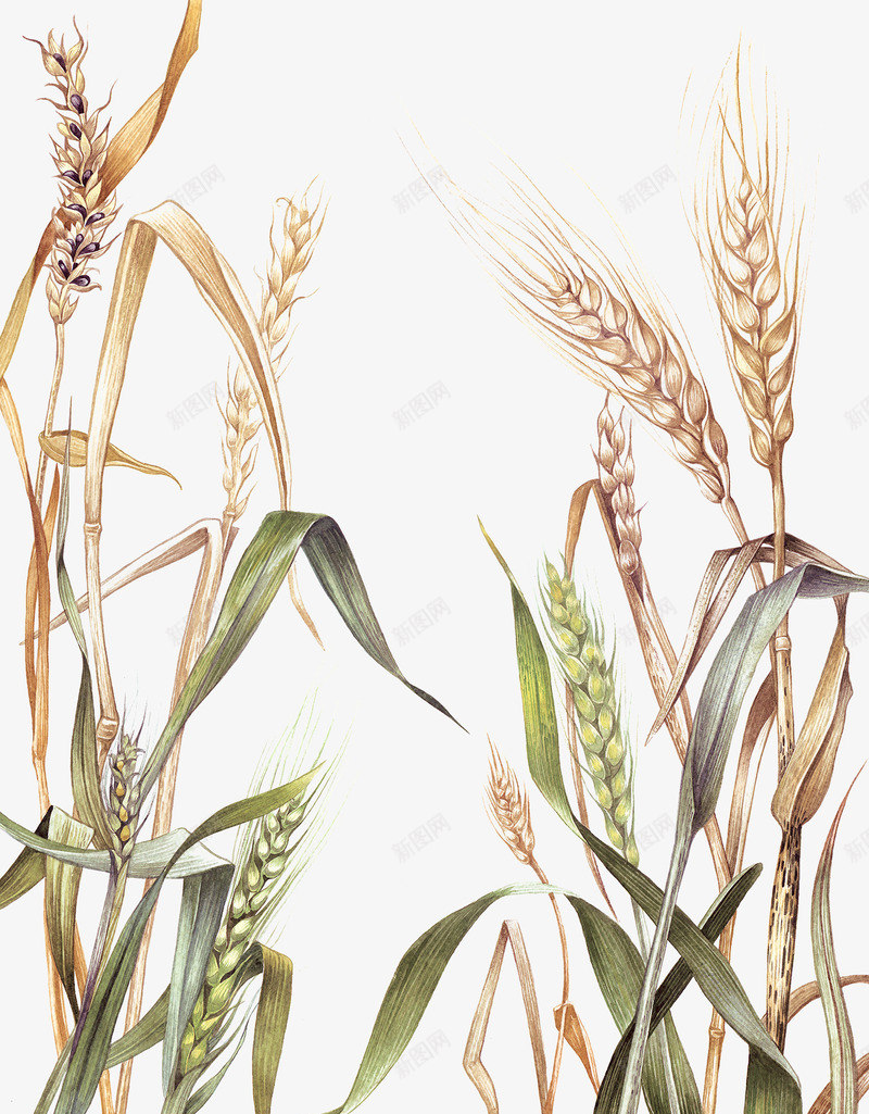 稻田里的麦穗png免抠素材_88icon https://88icon.com 稻田 草 麦穗