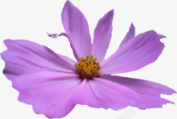 紫色盛开唯美小花素材