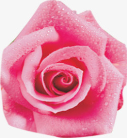 粉色露珠花朵元素素材