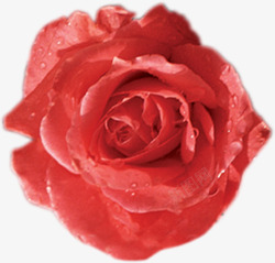 红色鲜花玫瑰露珠新鲜素材