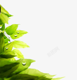 绿色清新露珠树叶装饰图案素材