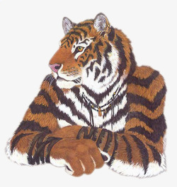 带着人类装饰品的老虎素材