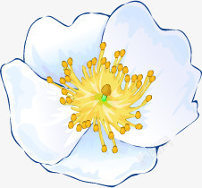 手绘盛开的白色花朵七夕情人节素材