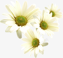 白色重阳纯净花朵素材