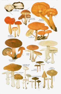 生态香菇卡通黄色香菇高清图片