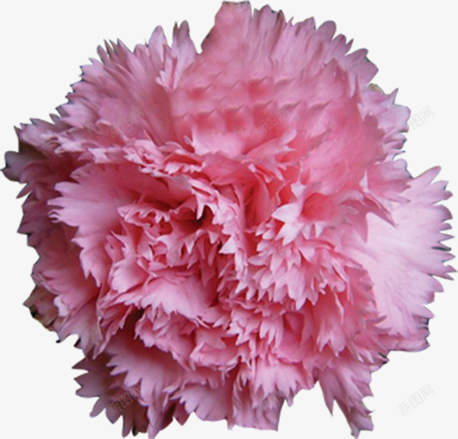 粉色盛开康乃馨png免抠素材_88icon https://88icon.com 实物 康乃馨 盛开 粉色 花瓣