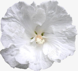 白色花朵特写素材