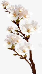 白色纯净花朵鲜花png免抠素材_88icon https://88icon.com 白色 纯净 花朵 鲜花