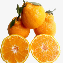 柑橘类水果四川特色丑桔素材