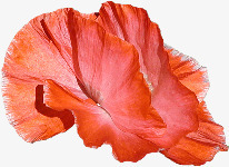 红色花瓣花朵纸质花朵素材