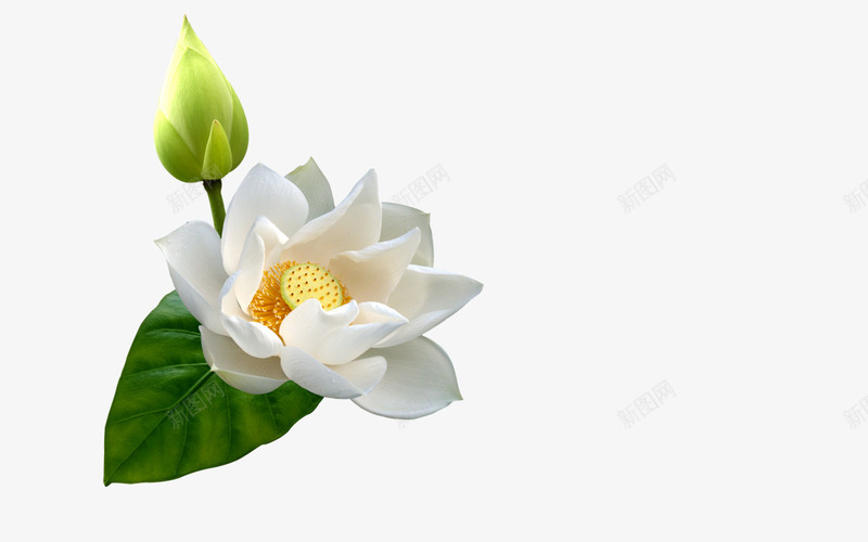 白色洁白花朵png免抠素材_88icon https://88icon.com 洁白 白色 纯洁 花朵 雅致