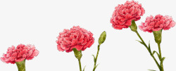 红色盛开节日康乃馨花朵素材