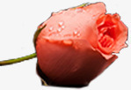 红色清新露珠花朵素材