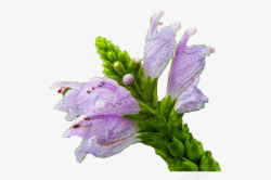 紫色芝麻花素材