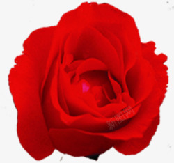 盛开红色玫瑰七夕素材