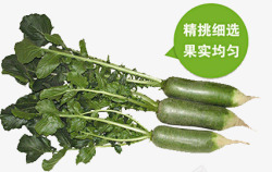 健康青萝卜素材