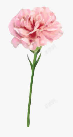 手绘水彩粉色盛开的康乃馨花卉素材