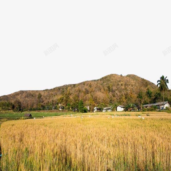 收获的季节png免抠素材_88icon https://88icon.com 丰收的 卡通 手绘 简笔 迷茫的人 风景 麦子 黄色的
