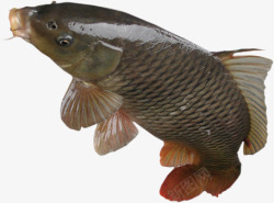 黄河鲤鱼鱼高清图片