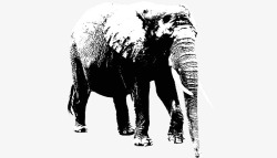 黑白大象线条轮廓画素材