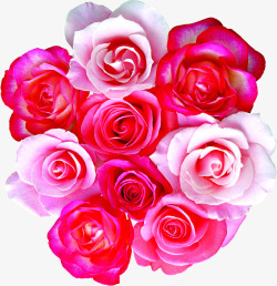 粉色浅粉盛开玫瑰素材