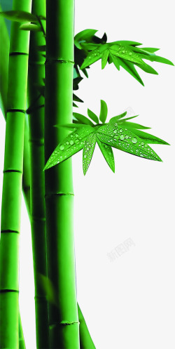 绿色清新竹叶风景露珠素材