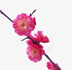 绽放的桃花一支盛开的桃花高清图片