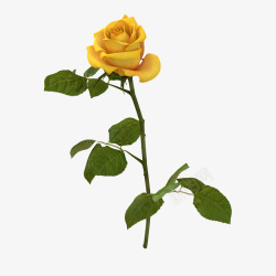 花瓣黄色盛开单支玫瑰素材