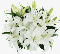 白色纯洁盛开的花素材