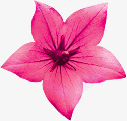 粉色盛开手绘花朵素材