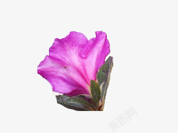 一朵绽放带叶子的紫色杜鹃花素材