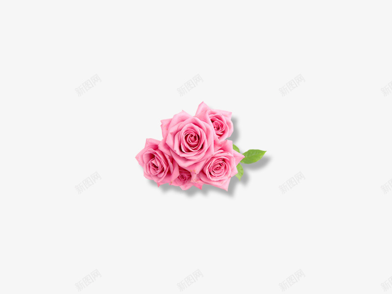 粉红玫瑰装饰png免抠素材_88icon https://88icon.com 玫瑰 粉红 素材 装饰