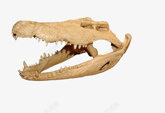 鳄鱼骨头片png免抠素材_88icon https://88icon.com 恐怖的鳄鱼骨头 牙齿 白色的骨头图片 鳄鱼头图片