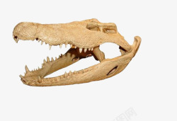 恐怖的鳄鱼鳄鱼骨头片高清图片