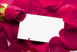 玫瑰花花瓣装饰促销板素材